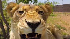 He is known as the king of the jungle because of its huge size and ferocious appearance. The Debate On Kevin Richardson Have Your Say The Great Projects