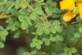 Image result for Chamaecrista plumosa