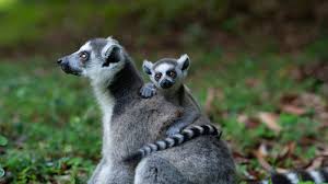 We have reviews of the best places to see in madagascar. Madagascar