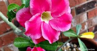 How to identify, control and prevent common houseplant pests: 7 Reasons Why Your Desert Rose Leaves Turn Yellow