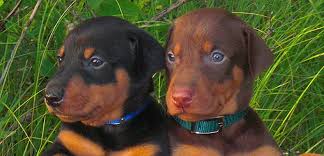 Resultado de imagen de los doberman