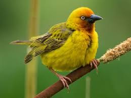 Image result for Tolpis capensis