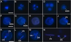 Folge deiner leidenschaft bei ebay! Male Gametophyte Development In Flowering Plants A Story Of Quarantine And Sacrifice Sciencedirect