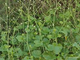 Image result for Crambe hispanica