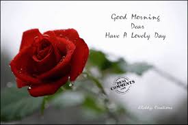 Good Morning With Single Red Rose Good Morning Wishes Quotes Single Red Rose Morning Wishes Quotes