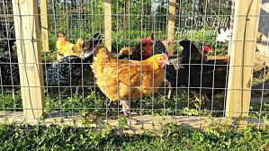 Supplies you will need (note: Keep Your Chickens Safe From Predators Oak Hill Homestead