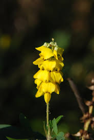 Image result for Crotalaria heidmannii