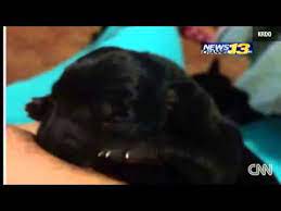 Fortunately most of it is at the top where it might be. Woman Breastfeeds Puppy Youtube
