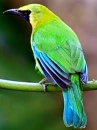 More images for burung cucak lumut jantan dan betina » Jantan Dan Betina Burung Cucak Ranting Serta Cara Perawatannya Setiap Hari Agar Cepat Gacor Kicau Mania