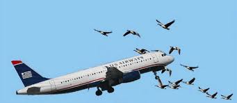 Aircraft oems and operators who want flight recorders need trusted solutions to meet certain regulations. The Miracle Of Hudson Cactus Fifteen Forty Nine Hit Birds