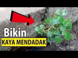 Kaya beim führenden marktplatz für gebrauchtmaschinen kaufen. Dapat Tanaman Ini Bisa Kaya Mendadak Jika Lihat Ambil Sebanyak Nya Youtube Kebun Herbal Tanaman Tanaman Obat