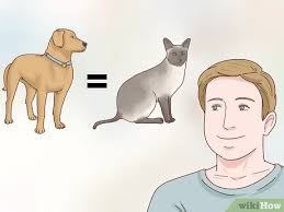 While there are many variations of the siamese cat, this often has to do with their. How To Decide If A Siamese Cat Is Right For You 11 Steps