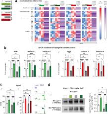 Glucocorticoid intermittence coordinates rescue of energy and mass in  aging-related sarcopenia through the myocyte-autonomous PGC1alpha-Lipin1  transactivation