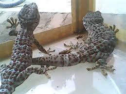 Maybe you would like to learn more about one of these? Jelaskan Mengapa Cicak Memutuskan Ekornya Brainly