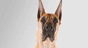 This is the cause of drooling that is completely natural, and cannot be prevented at all. Great Dane How To Deal With This Outstanding Dog Animalso