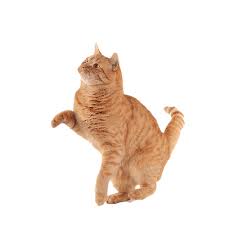 Playing Ginger Cat Cats Image Cat Pets Cats