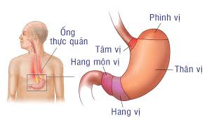 Trong lúc phẫu thuật, bác sĩ tìm thấy một lượng lớn ngô nguyên hạt nằm trong khoang bụng bệnh nhi. Hang Vá»‹ Dáº¡ Day La Gi Náº±m á»Ÿ Ä'au Cáº¥u Táº¡o Chá»©c NÄƒng