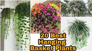 We did not find results for: 20 Rare Hanging Basket Plants India Full Sun Hanging Basket Plants Shade Loving Hanging Basket Youtube