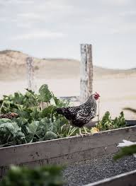 Wyndotte Chicken In Raised Garden Bed Living The Farmhouse Life Boxwoodavenue Com Homesteading Farm Lifestyle Chickens Backyard Raising Backyard Chickens