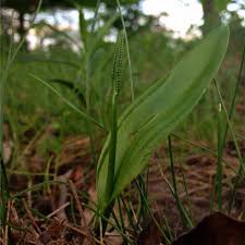 Image result for Ophioglossaceae