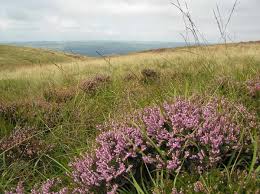 Image result for Calluna vulgaris