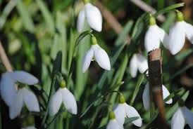 Die sonne überquert an diesem tag eine imaginäre linie, die. Jahreskreis Im Kalenderchaos Wann Ist Nun Fruhlingsbeginn Kultkraftplatz