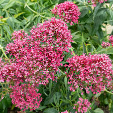 Image result for Centranthus