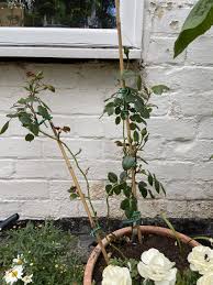 Slow New Dawn Rose Growth Bbc Gardeners World Magazine