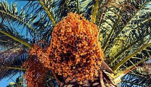 Maybe you would like to learn more about one of these? Bagaimana Cara Menanam Pohon Kurma Di Pekarangan Rumah Kumparan Com