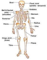 learning about the skeleton human body science skeleton