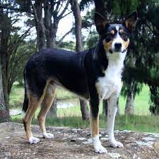 Pin By Josh Telford On New Zealand Heading Dog Stud Dog Dog Breeds Beautiful Dogs