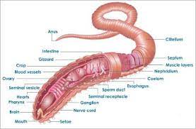 Rasheeda Respiration In Earthwor Earthworms Arthropods Worms