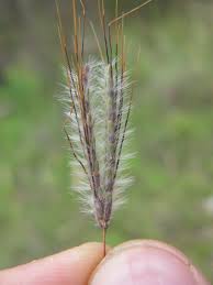 Image result for Dichanthium sericeum
