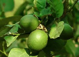 Image result for Citrus × aurantiifolia