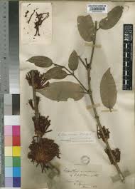Image result for Rhizophora racemosa