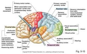 Pin By T Guenther On Brain Cerebral Cortex Brain Anatomy And Function Brain Anatomy