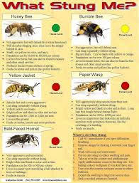 Black And White Insect With Stinger Pin By Linda Stoltzfus On Honeybee Science Fair Remedies For Bee Stings Bee Facts Bee Friendly