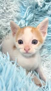 פרדי ואלברט מוכנים למצוא אהבה 🥰 בני חודש וחצי 💙 מתלטפים וחברותיים 🫂  מסתדרים עם ילדים 👦👧, כלבים 🐶 וחתולים 🐱 מחכים לכם בקריות 📍 לאימוץ  0523744312 (וואצאפ בלבד 📩)