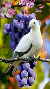 Pin By Mustafa Demirbag On Kus Resimleri Animals Beautiful Pet Birds Beautiful Birds