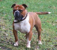 Our experience, vision, and passion combine harmoniously to make us one of the best dog breeders in the usa. English Bulldog Pitbull Mix Info Pictures Facts Traits Doggie Designer