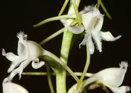 Image result for Satyrium coriophoroides