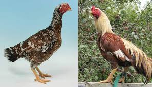 Aseel Chicken Breed Everything You Need To Know