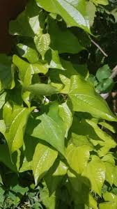 Image result for Dioscorea hirtiflora