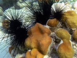 Jual bulung boni/sayur rumput laut. Urchin Ketahanan Karang