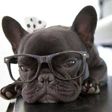 From new york city, washington dc, and miami to chicago. Auggie Puppies For Sale Near Me Bmo Show