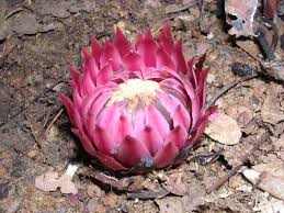 Image result for Thonningia