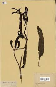 Image result for Rumex lanceolatus