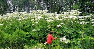 Борщевик (heracleum), род 2 летних и многолетних травянистых растений семейства зонтичных, кормовое растение. Ostorozhno Borshevik Sosnovskogo Pikabu