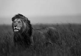 Maybe you would like to learn more about one of these? Black And White Lion Wall Paper Mural Buy At Europosters