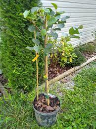 Maybe you would like to learn more about one of these? Just Fruits And Exotics Order Review General Fruit Growing Growing Fruit